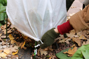 Hivernage du jardin