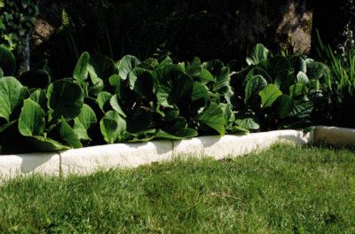 Bordure de jardin droite Bearn 50 x 7 x 10 cm béton crème WESER