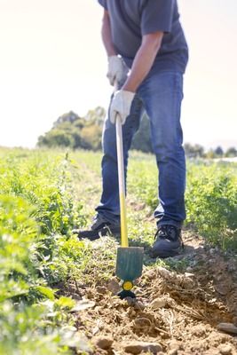 Serfouette panne et langue 30 cm manche bois LEBORGNE